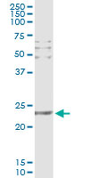 CD69 monoclonal antibody (M07), clone 4H3
