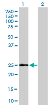 CD69 purified MaxPab mouse polyclonal antibody (B02P)