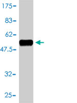 CD58 monoclonal antibody (M01), clone 2D11-B10