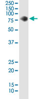 CD44 monoclonal antibody (M19), clone 4B7