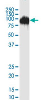 CD44 monoclonal antibody (M19), clone 4B7