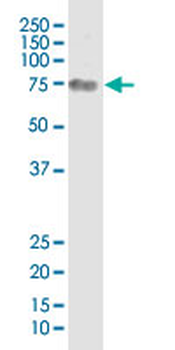 CD44 monoclonal antibody (M18), clone 1F4