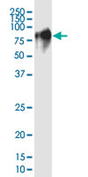 CD44 monoclonal antibody (M18), clone 1F4