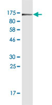 CD44 monoclonal antibody (M16), clone 4H2