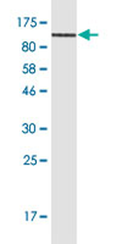 CD44 monoclonal antibody (M13), clone 4D2