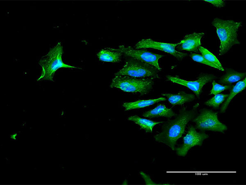 CD44 purified MaxPab rabbit polyclonal antibody (D01P)