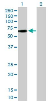 CD44 purified MaxPab rabbit polyclonal antibody (D01P)