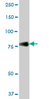 CD44 purified MaxPab mouse polyclonal antibody (B01P)