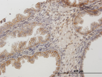CD44 purified MaxPab mouse polyclonal antibody (B01P)