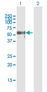 CD44 purified MaxPab mouse polyclonal antibody (B01P)