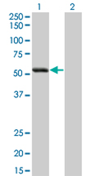 SIGLEC6 monoclonal antibody (M02), clone 2G6