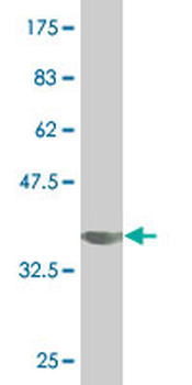 SIGLEC6 monoclonal antibody (M02), clone 2G6