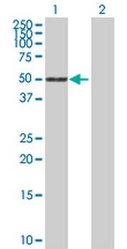 SIGLEC6 purified MaxPab rabbit polyclonal antibody (D01P)