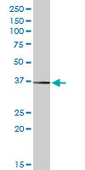 SIGLEC6 MaxPab rabbit polyclonal antibody (D01)