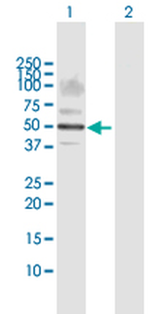 SIGLEC6 MaxPab rabbit polyclonal antibody (D01)