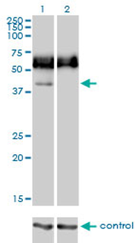 CD33 monoclonal antibody (M01), clone 2D12-G4