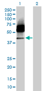 CD33 purified MaxPab rabbit polyclonal antibody (D01P)