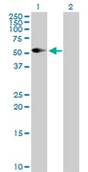 CD86 purified MaxPab rabbit polyclonal antibody (D01P)