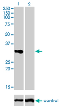 TNFRSF7 monoclonal antibody (M01), clone 1E2-A3