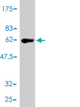 TNFRSF7 monoclonal antibody (M01), clone 1E2-A3