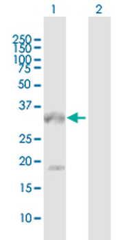 MS4A1 purified MaxPab mouse polyclonal antibody (B01P)