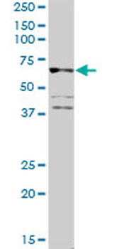 CD19 purified MaxPab rabbit polyclonal antibody (D01P)