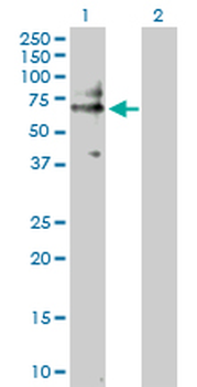 CD19 purified MaxPab rabbit polyclonal antibody (D01P)