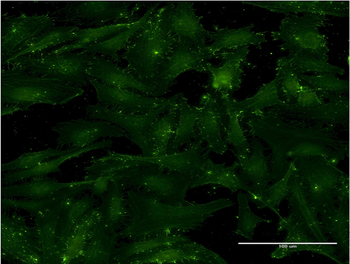 CD9 monoclonal antibody (M01), clone 4A2