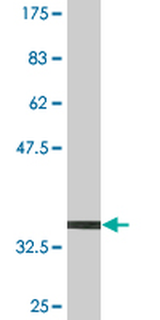CD9 monoclonal antibody (M01), clone 4A2