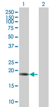CD8A purified MaxPab mouse polyclonal antibody (B01P)