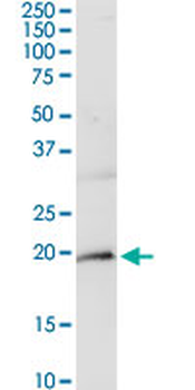 CD247 purified MaxPab rabbit polyclonal antibody (D01P)