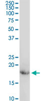 CD247 purified MaxPab rabbit polyclonal antibody (D01P)