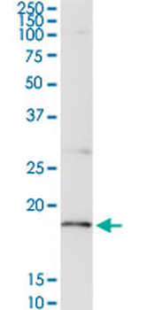 CD247 purified MaxPab rabbit polyclonal antibody (D01P)