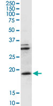 CD247 purified MaxPab rabbit polyclonal antibody (D01P)