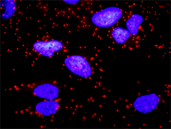 CD247 purified MaxPab rabbit polyclonal antibody (D01P)