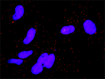 CCND3 purified MaxPab rabbit polyclonal antibody (D01P)
