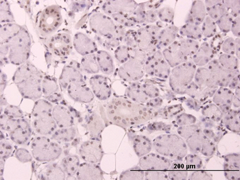 CCND3 purified MaxPab mouse polyclonal antibody (B01P)