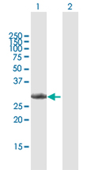 CCND3 purified MaxPab mouse polyclonal antibody (B01P)