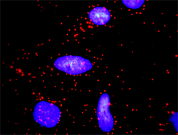 CCND2 purified MaxPab rabbit polyclonal antibody (D01P)