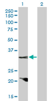 CCND2 purified MaxPab rabbit polyclonal antibody (D01P)