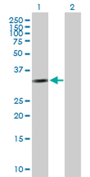 CCND2 purified MaxPab mouse polyclonal antibody (B01P)