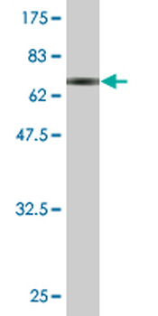 CCBL1 monoclonal antibody (M02), clone 1B12