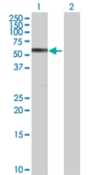 CBS purified MaxPab rabbit polyclonal antibody (D01P)
