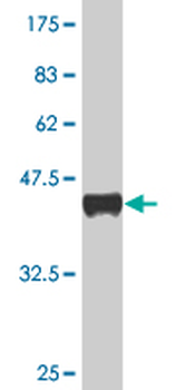 CBL monoclonal antibody (M01), clone 6D12