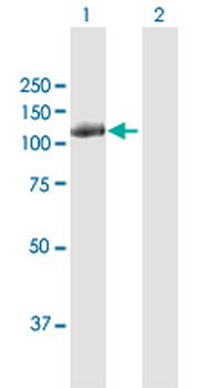 CBL MaxPab rabbit polyclonal antibody (D01)
