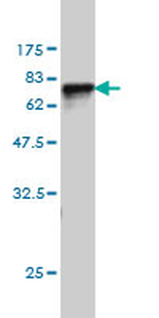 SERPINA6 monoclonal antibody (M02), clone 1D9
