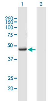 RUNX3 purified MaxPab mouse polyclonal antibody (B01P)
