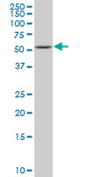 RUNX3 MaxPab mouse polyclonal antibody (B01)