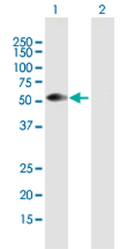 RUNX3 MaxPab mouse polyclonal antibody (B01)