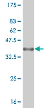 RUNX1 monoclonal antibody (M06), clone 2C10